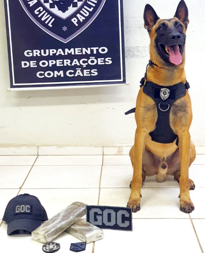 Cão policial Stallone localiza drogas em Paulínia