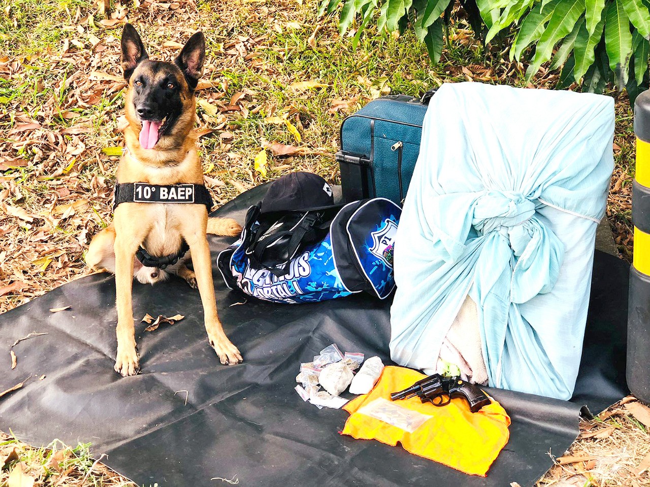 Cão do 10º Baep localiza drogas escondidas em bagagem em ônibus