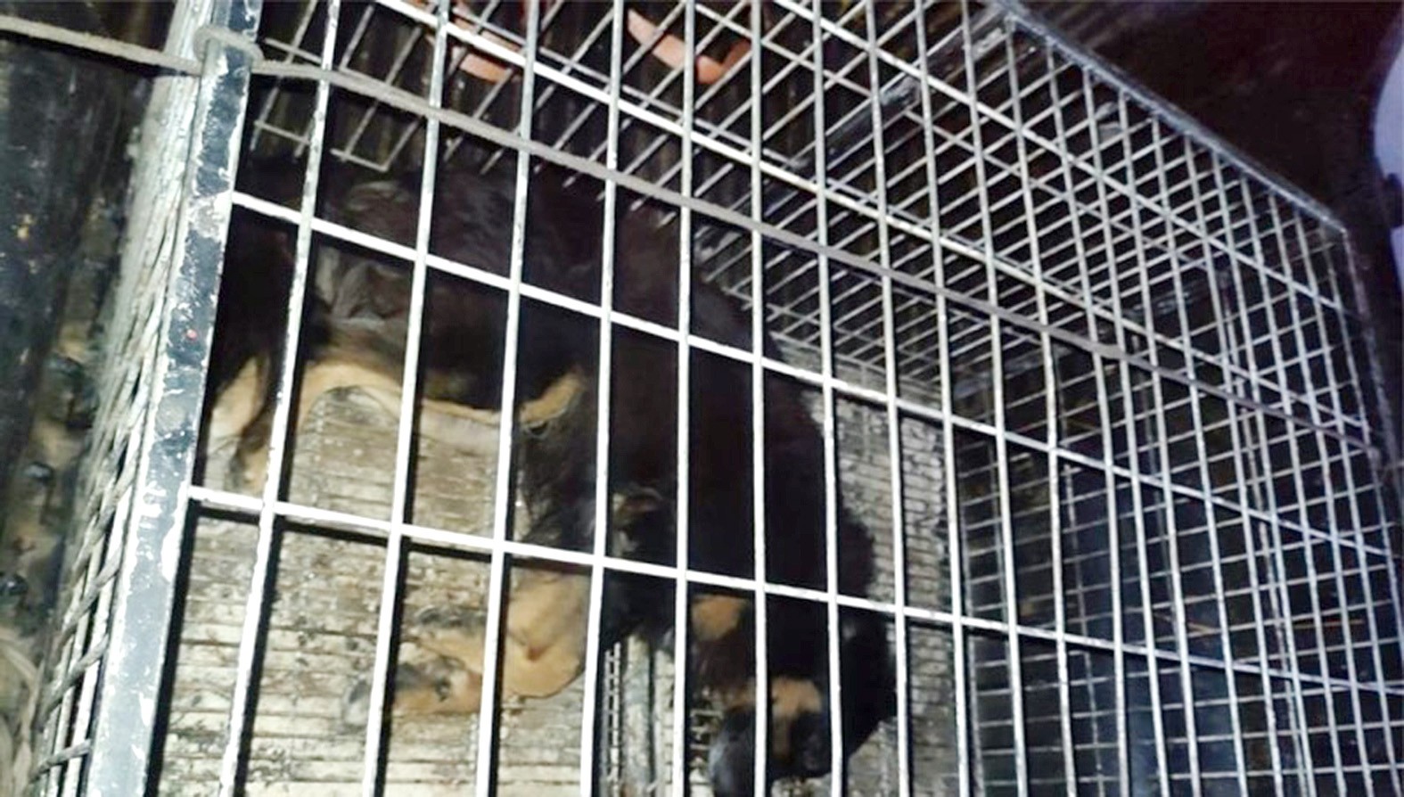 Autor de maus-tratos a animal é preso em flagrante pela GCM de Monte Mor