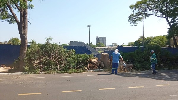 Nova Odessa inicia substituição de árvores ‘condenadas’ na região central