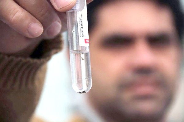 Hortolândia já soma mais de 1 mil casos de dengue e pede atenção a moradores