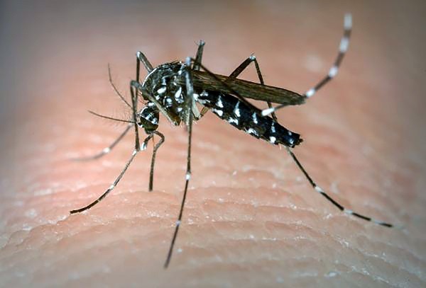 Estado intensifica ações de combate à dengue no transporte metropolitano