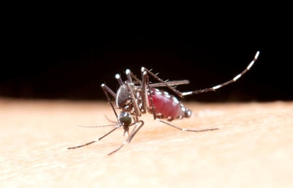 Nova Odessa tem 1ª morte por dengue do ano e outras duas são investigadas