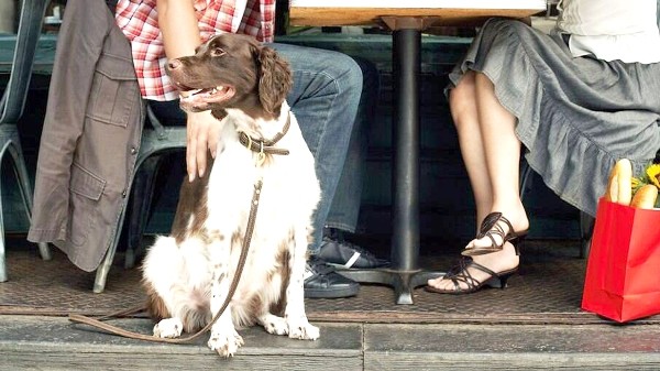 Luiz Dalben sanciona lei que regulamenta ‘estabelecimento amigo dos animais’