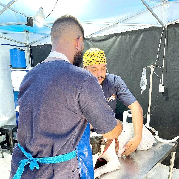 Sumaré realiza nova etapa de castração de cães e gatos do Picerno e Nova Veneza