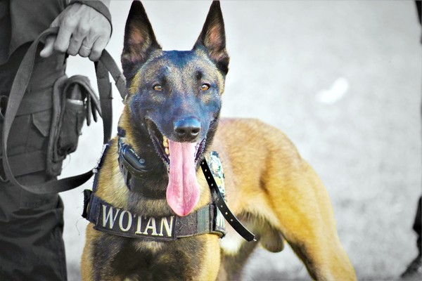 Maus-tratos em Canil da GCM causam afastamento de servidor de Monte Mor