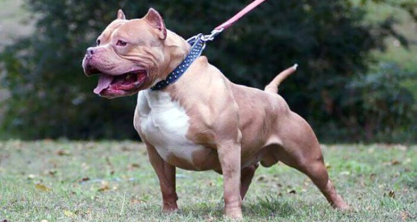Projeto fixa multa de R$ 3,7 mil a tutor com ‘pit bull irregular’ em áreas de lazer de Monte Mor