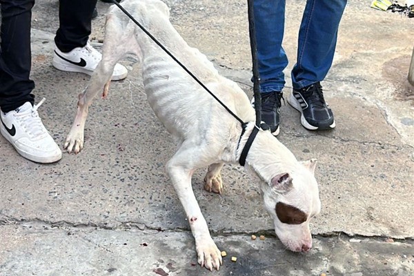 Pitbull em estado crítico é resgatado de maus-tratos em bairro de Sumaré
