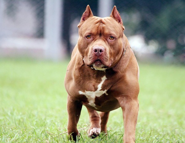 Multa de R$ 3,7 mil a tutor de ‘pitbull irregular’ passa a valer em Monte Mor