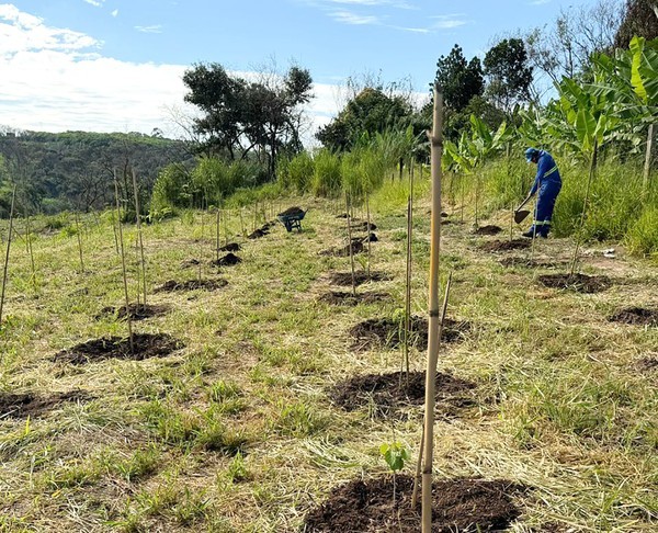Refloresta Americana chega a 1,1 mil mudas plantadas no Córrego Bertini