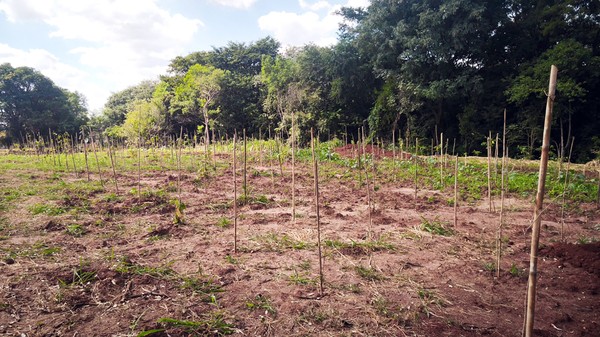 Represa do Marcelo Pedroni ganha mais 1,6 mil mudas em novo plantio