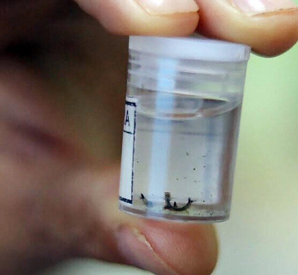 Inverno faz Hortolândia registrar alto índice larvário e 120 casos de dengue