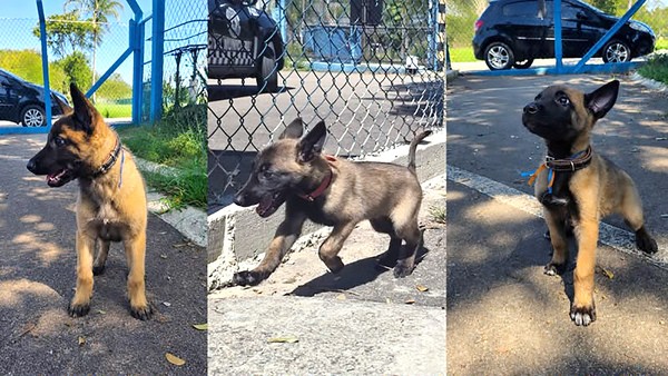 Guarda Municipal abre votação para escolher nome de cães em Monte Mor