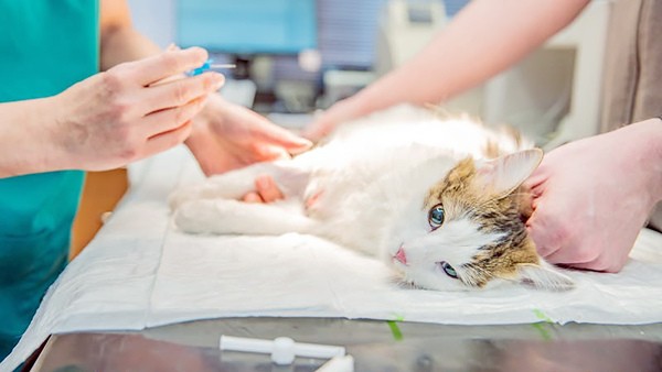 Monte Mor abre 100 vagas para castração de cães e gatos