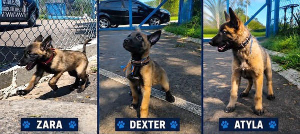 Zara, Dexter e Atyla são escolhidos para novo trio do canil da GCM de Monte Mor