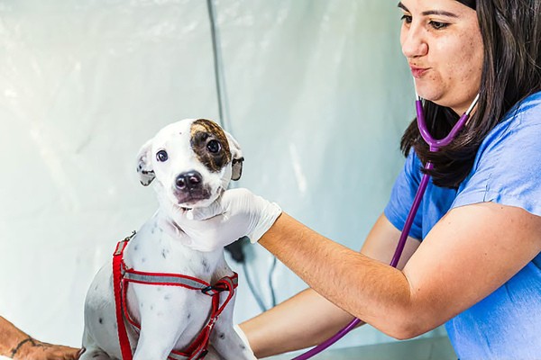 Paulínia abre 250 vagas de castração para cães e gatos no próximo dia 28